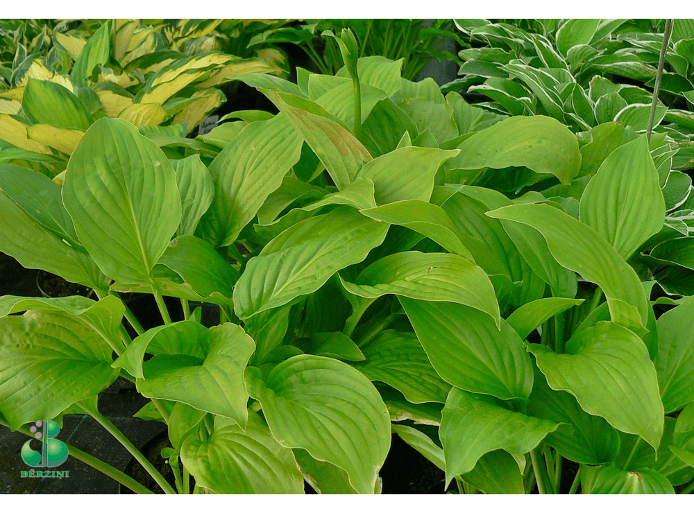 Latvijas stādi - Hosta 'Royal Standard' - hosta, šķirne